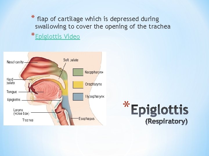 * flap of cartilage which is depressed during swallowing to cover the opening of