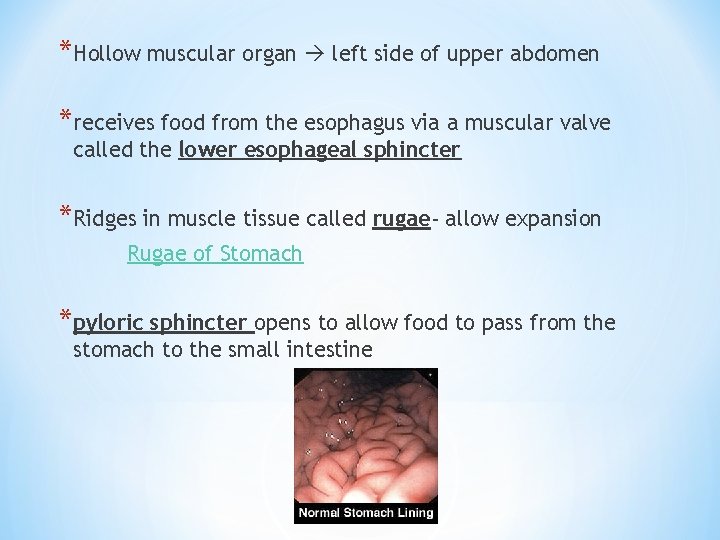 *Hollow muscular organ left side of upper abdomen *receives food from the esophagus via