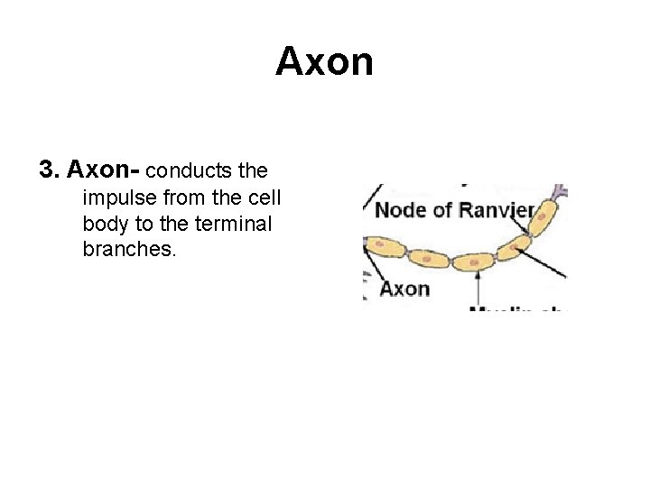 Axon 3. Axon- conducts the impulse from the cell body to the terminal branches.