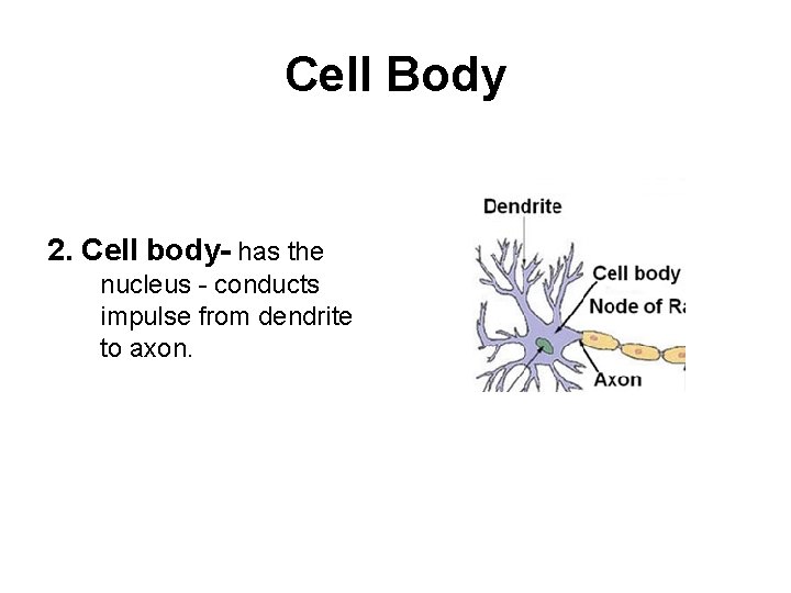 Cell Body 2. Cell body- has the nucleus - conducts impulse from dendrite to