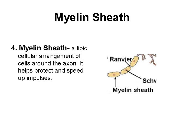 Myelin Sheath 4. Myelin Sheath- a lipid cellular arrangement of cells around the axon.