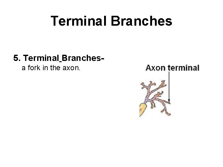 Terminal Branches 5. Terminal Branchesa fork in the axon. 