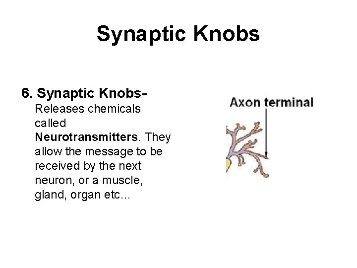 Synaptic Knobs 6. Synaptic Knobs. Releases chemicals called Neurotransmitters. They allow the message to