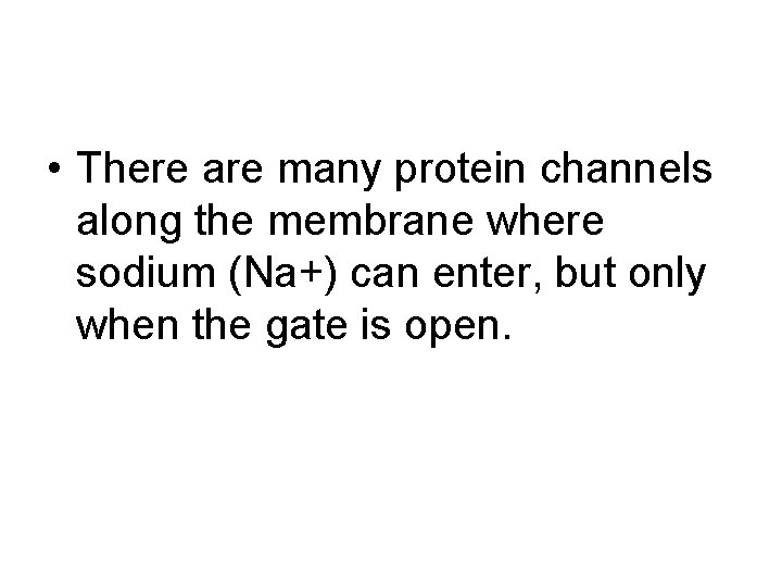  • There are many protein channels along the membrane where sodium (Na+) can