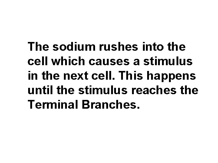 The sodium rushes into the cell which causes a stimulus in the next cell.