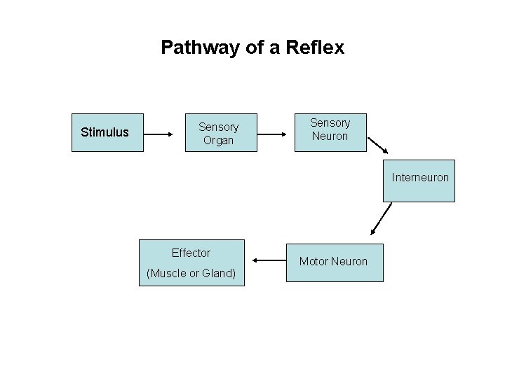 Pathway of a Reflex Stimulus Sensory Organ Sensory Neuron Interneuron Effector (Muscle or Gland)