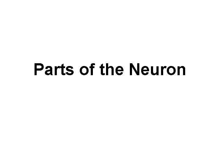 Parts of the Neuron 