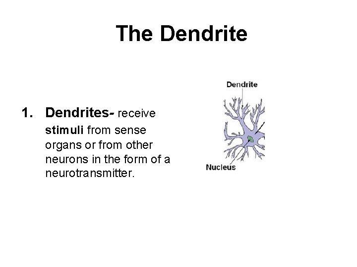 The Dendrite 1. Dendrites- receive stimuli from sense organs or from other neurons in