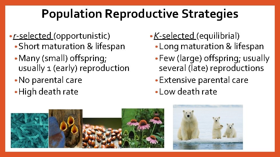 Population Reproductive Strategies • r-selected (opportunistic) • Short maturation & lifespan • Many (small)