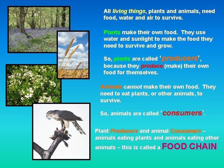 All living things, plants and animals, need food, water and air to survive. Plants
