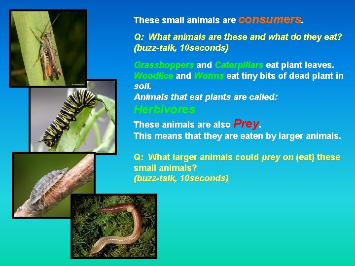 These small animals are consumers. Q: What animals are these and what do they