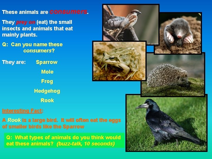 These animals are consumers. They prey on (eat) the small insects and animals that