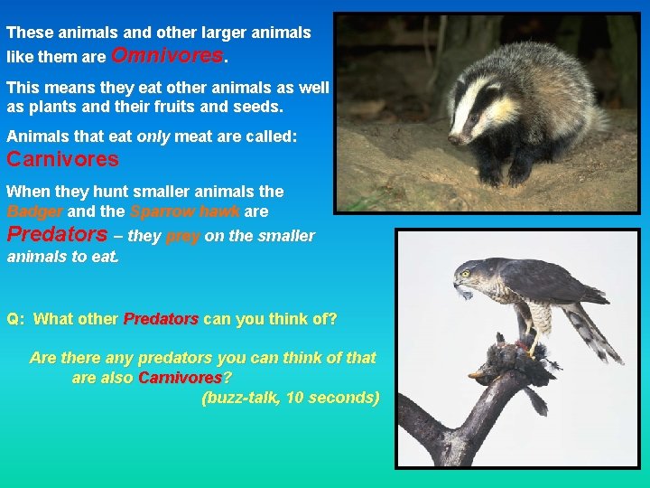 These animals and other larger animals like them are Omnivores. This means they eat