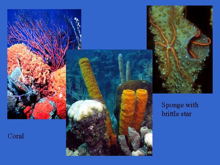 Sponge with brittle star Coral 