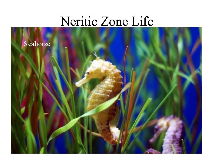 Neritic Zone Life Seahorse Angel fish Clown fish Bluefin Tuna Herring 