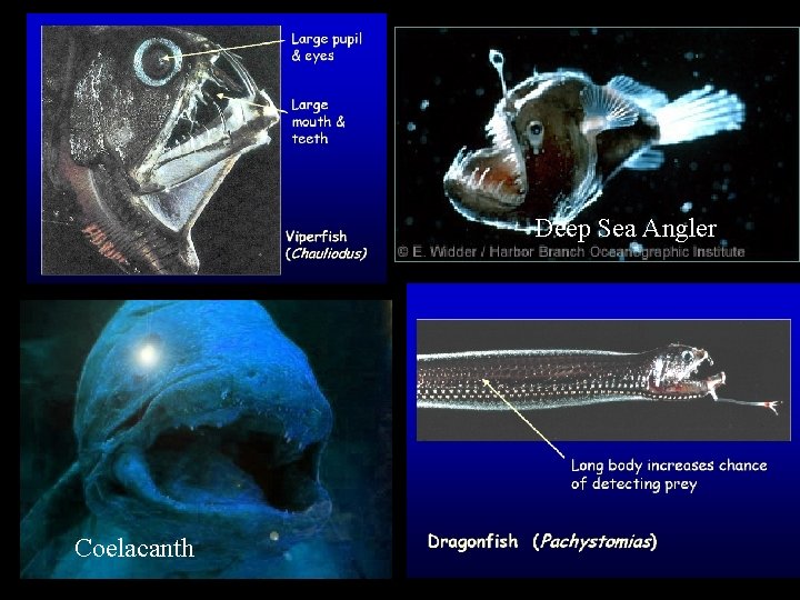 Deep Sea Angler Coelacanth 