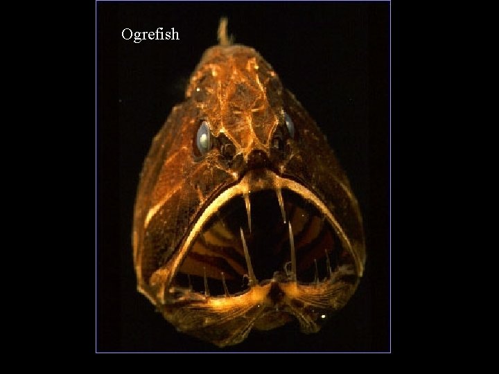 Ogrefish 