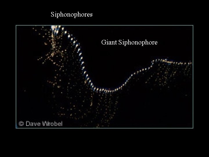 Siphonophores Giant Siphonophore 