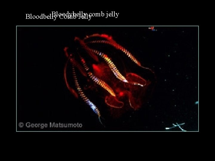 Bloodybelly Bloodbelly Comb Jellycomb jelly 