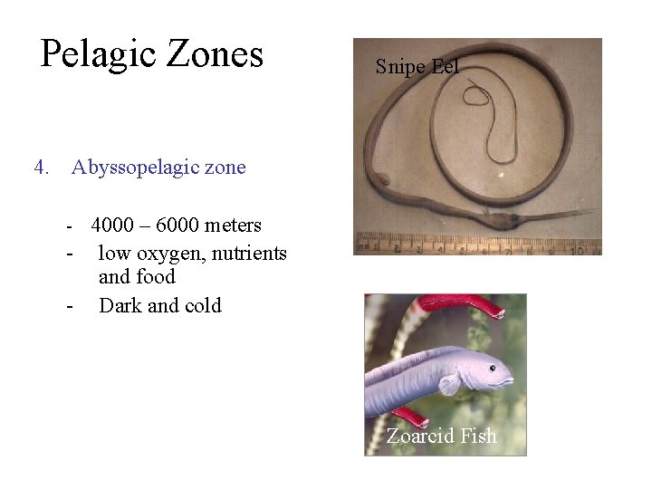 Pelagic Zones Snipe Eel 4. Abyssopelagic zone 4000 – 6000 meters - low oxygen,
