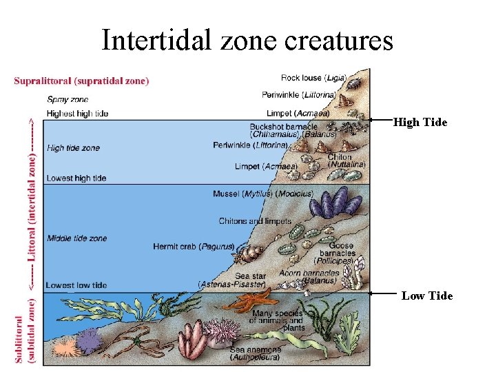 Intertidal zone creatures High Tide Low Tide 