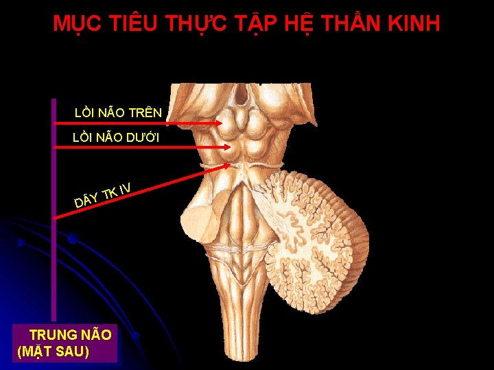 MỤC TIÊU THỰC TẬP HỆ THẦN KINH LỒI NÃO TRÊN LỒI NÃO DƯỚI I