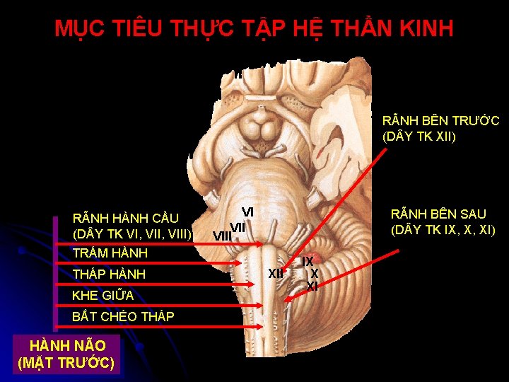 MỤC TIÊU THỰC TẬP HỆ THẦN KINH RÃNH BÊN TRƯỚC (D Y TK XII)