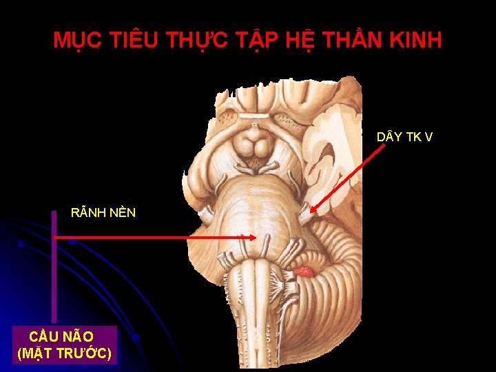 MỤC TIÊU THỰC TẬP HỆ THẦN KINH D Y TK V RÃNH NỀN CẦU