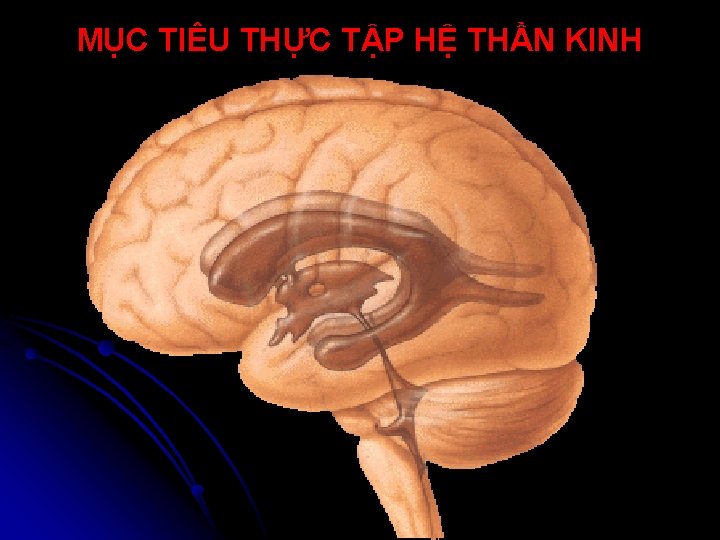 MỤC TIÊU THỰC TẬP HỆ THẦN KINH 