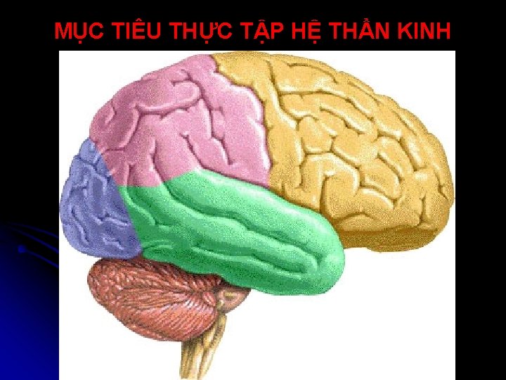 MỤC TIÊU THỰC TẬP HỆ THẦN KINH 