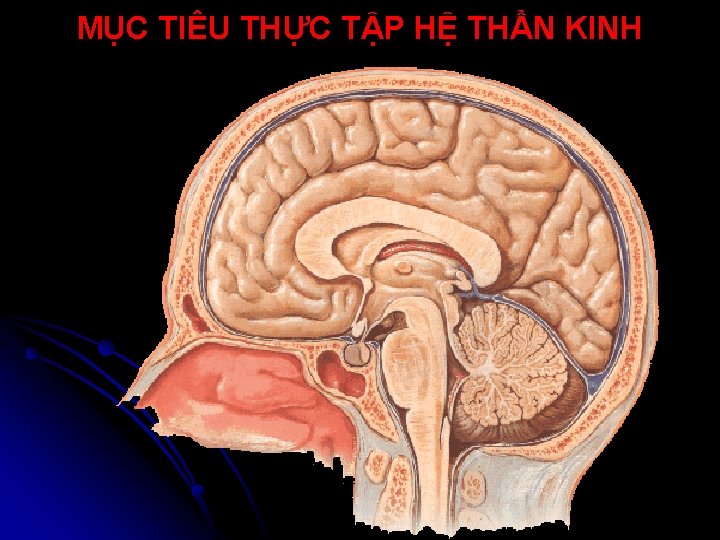 MỤC TIÊU THỰC TẬP HỆ THẦN KINH 