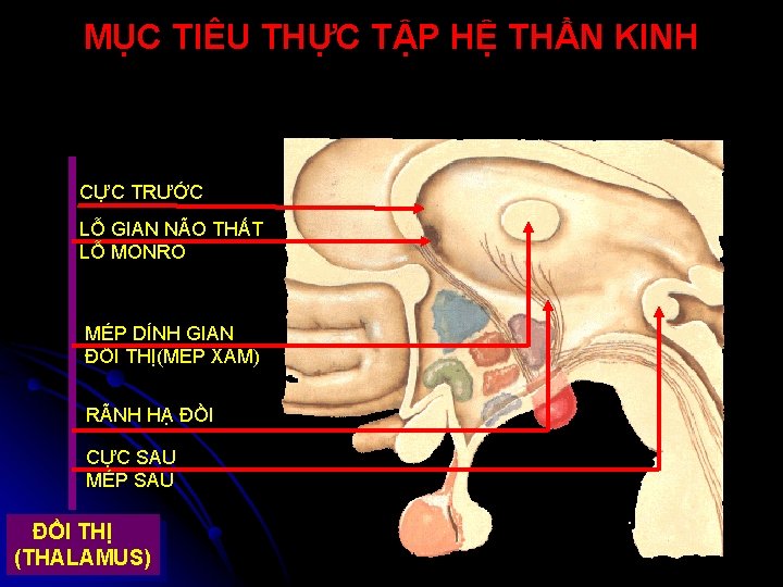 MỤC TIÊU THỰC TẬP HỆ THẦN KINH CỰC TRƯỚC LỖ GIAN NÃO THẤT LỖ