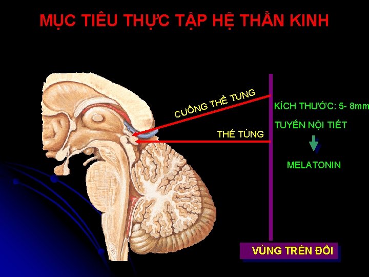 MỤC TIÊU THỰC TẬP HỆ THẦN KINH G NG Ố U C ÙN HỂ