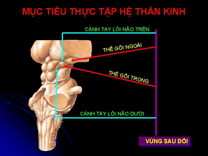 MỤC TIÊU THỰC TẬP HỆ THẦN KINH CÁNH TAY LỒI NÃO TRÊN GOÀI N