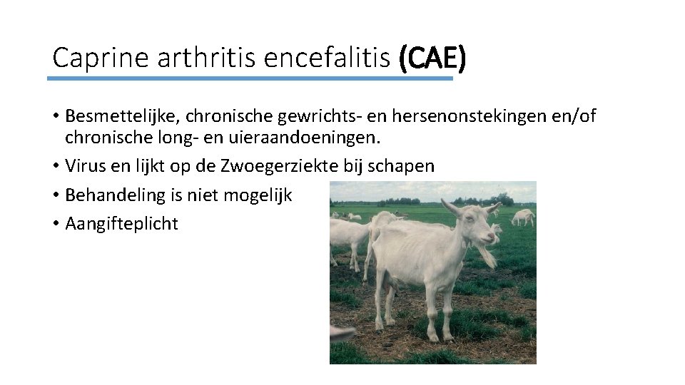 Caprine arthritis encefalitis (CAE) • Besmettelijke, chronische gewrichts- en hersenonstekingen en/of chronische long- en