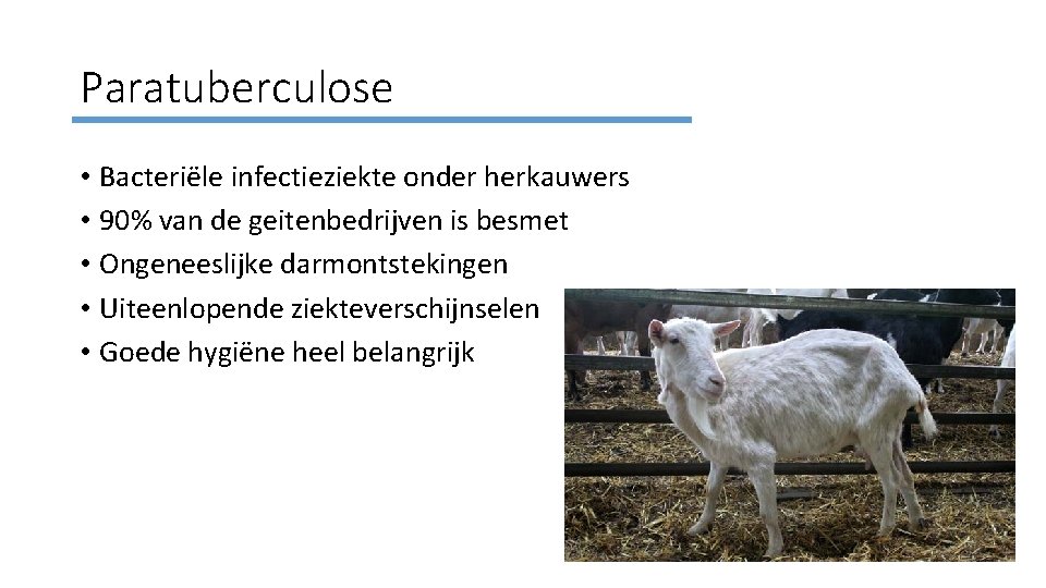 Paratuberculose • Bacteriële infectieziekte onder herkauwers • 90% van de geitenbedrijven is besmet •