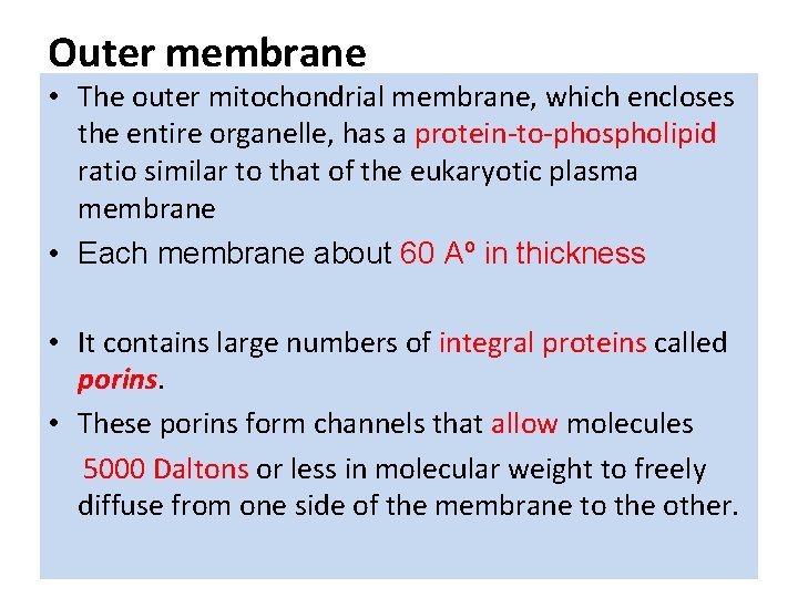 Outer membrane • The outer mitochondrial membrane, which encloses the entire organelle, has a