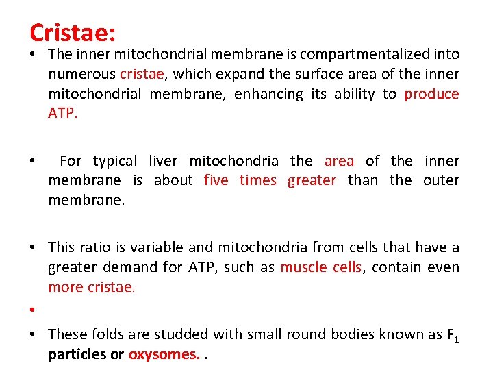 Cristae: • The inner mitochondrial membrane is compartmentalized into numerous cristae, which expand the