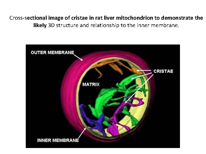 Cross-sectional image of cristae in rat liver mitochondrion to demonstrate the likely 3 D