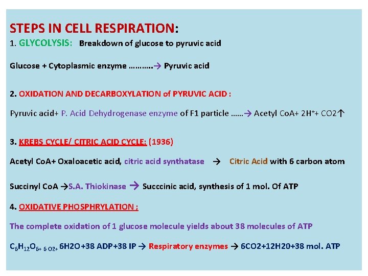 STEPS IN CELL RESPIRATION: 1. GLYCOLYSIS: Breakdown of glucose to pyruvic acid Glucose +