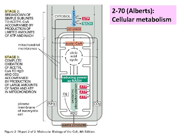 2 -70 (Alberts): Cellular metabolism 
