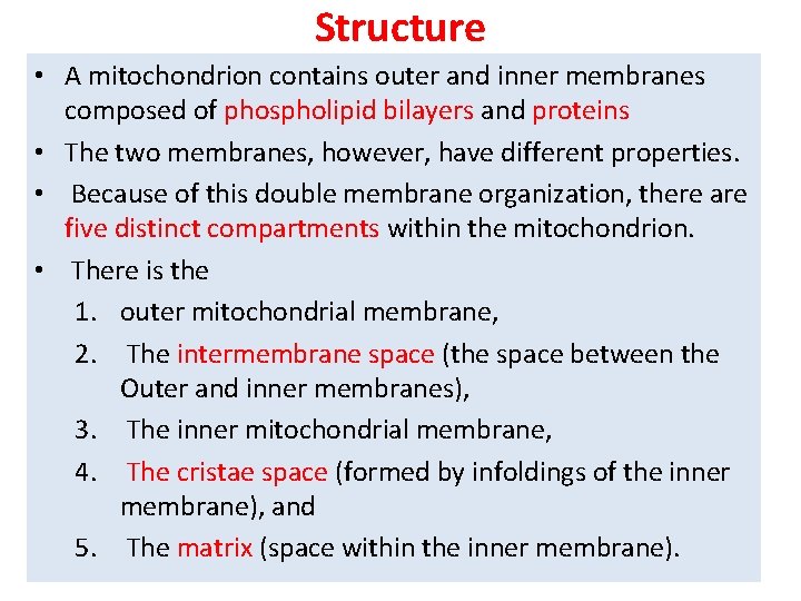 Structure • A mitochondrion contains outer and inner membranes composed of phospholipid bilayers and
