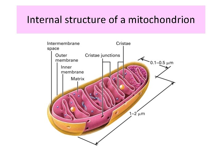 Internal structure of a mitochondrion 