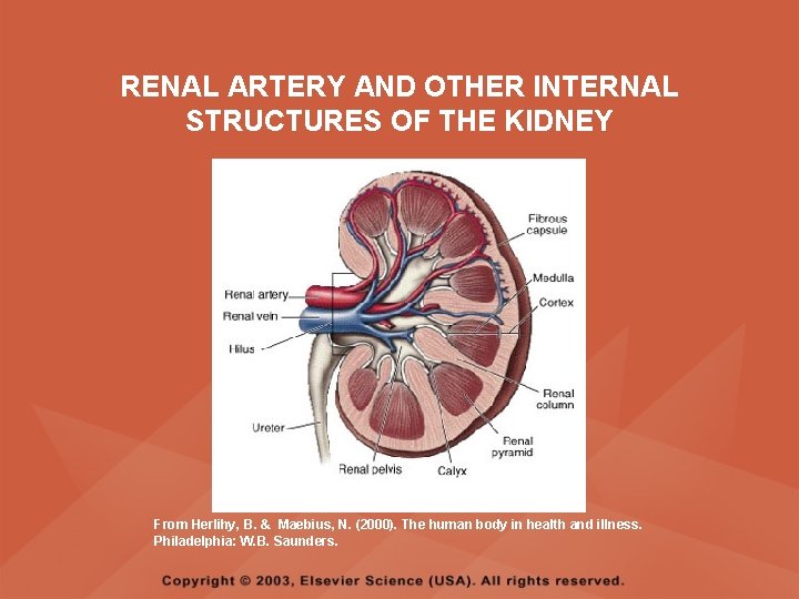 RENAL ARTERY AND OTHER INTERNAL STRUCTURES OF THE KIDNEY From Herlihy, B. & Maebius,
