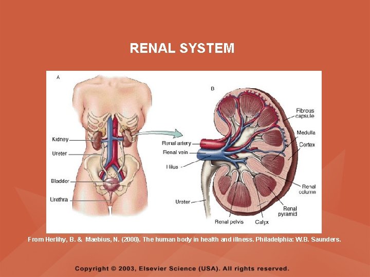 RENAL SYSTEM From Herlihy, B. & Maebius, N. (2000). The human body in health