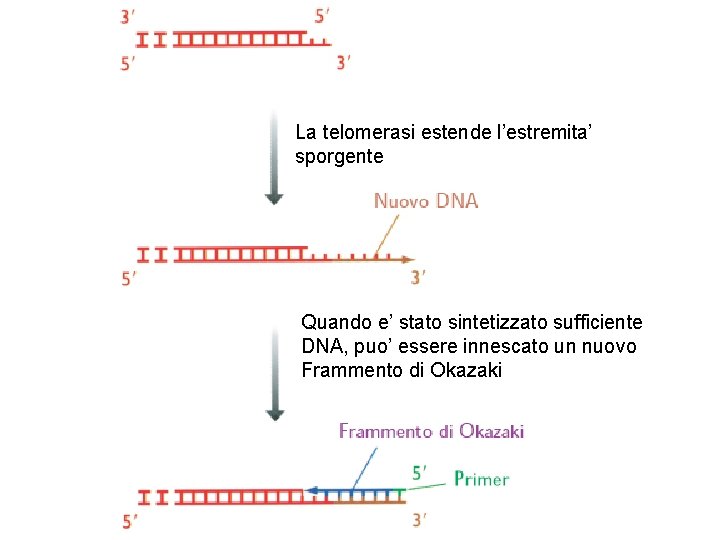 La telomerasi estende l’estremita’ sporgente Quando e’ stato sintetizzato sufficiente DNA, puo’ essere innescato