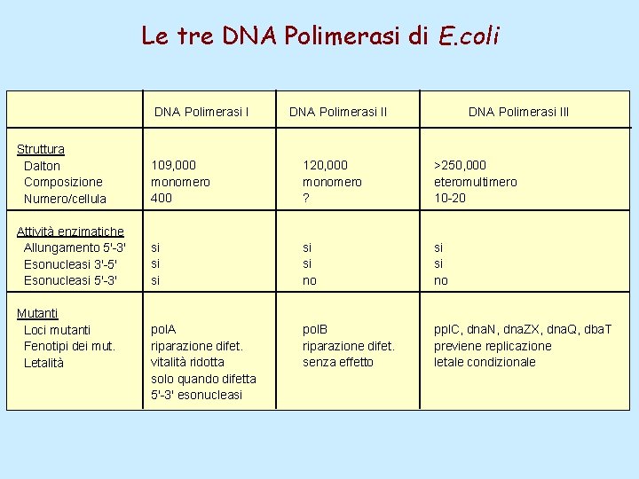 Le tre DNA Polimerasi di E. coli DNA Polimerasi III Struttura Dalton Composizione Numero/cellula