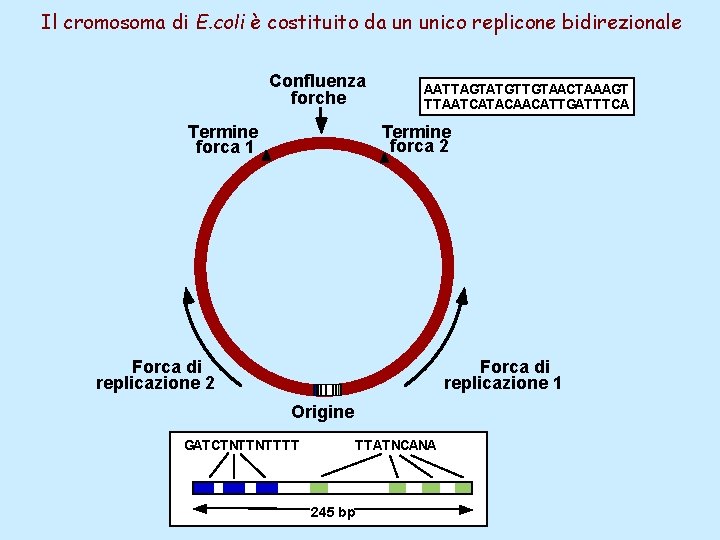 Il cromosoma di E. coli è costituito da un unico replicone bidirezionale Confluenza forche