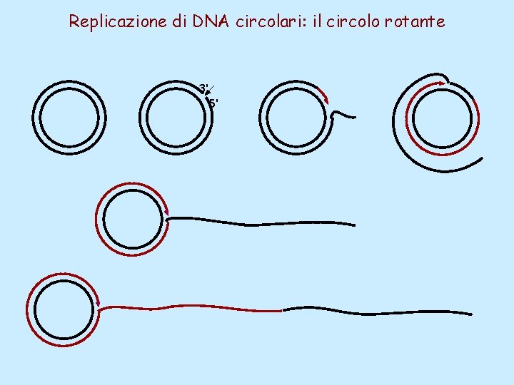 Replicazione di DNA circolari: il circolo rotante 3' 5' 