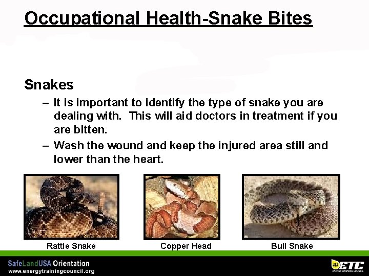 Occupational Health-Snake Bites Snakes – It is important to identify the type of snake